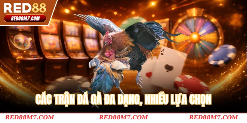 Các trận đá gà đa dạng, nhiều lựa chọn