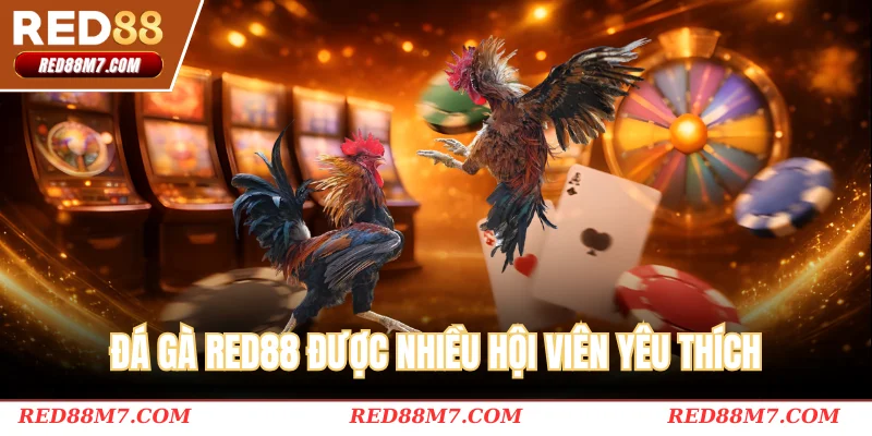 Đá gà RED88 được nhiều hội viên yêu thích
